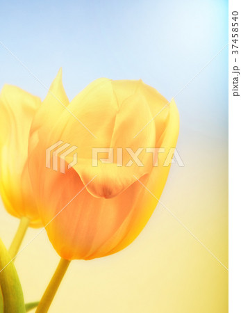 Tulip flower studio quality 37458540
