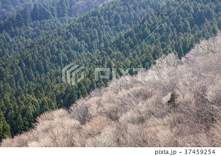 山温む、木々の芽が膨らみ陽光が射す春先の風景 37459254