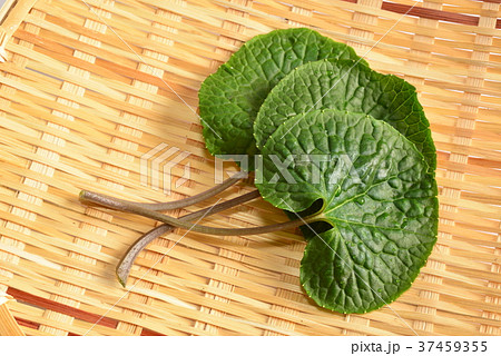 葉わさび 37459355