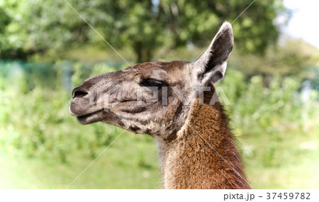 Background with a llama looking aside in a field 37459782