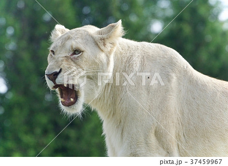 Background with a scary white lion screaming 37459967