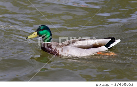 Beautiful photo of a mallard swimming in lake 37460052