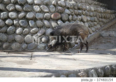 イノシシ イノシシ 37460154