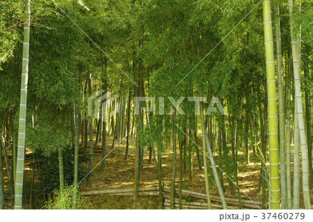 緑色に生い茂る竹林 37460279