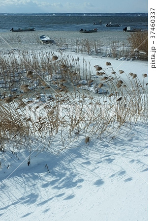 冬の小川原湖 37460337