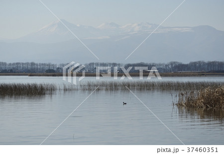 冬の小川原湖 37460351