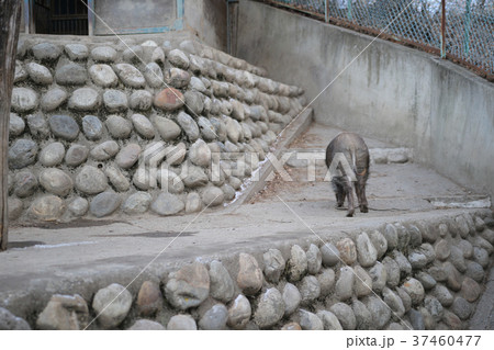 イノシシ イノシシ 37460477