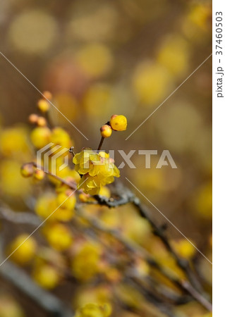 ロウバイ 37460503