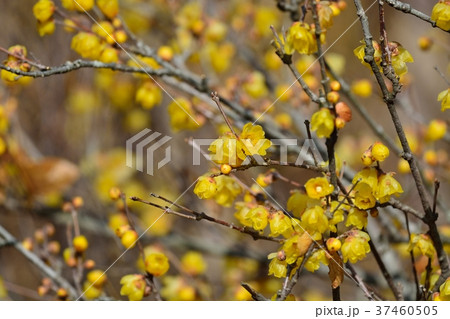 ロウバイ ロウバイ 37460505