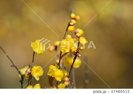 ロウバイ 37460515