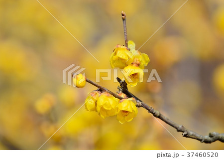 ロウバイ 37460520