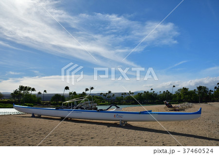 マリーンアクティビティ 37460524