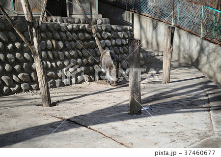 イノシシ 37460677