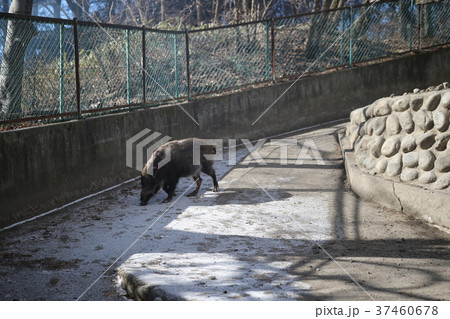 イノシシ イノシシ 37460678