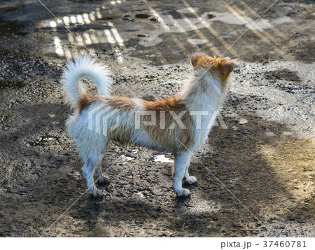 A dog standing on rural road 37460781