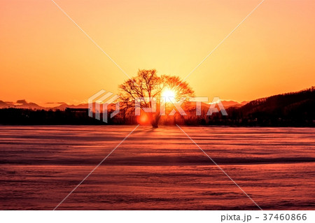 夕陽に染まるハルニレの木 37460866