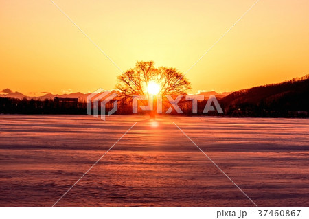 夕陽に染まるハルニレの木 37460867