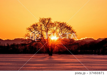 夕陽に染まるハルニレの木の写真素材