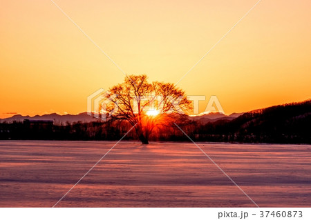 夕陽に染まるハルニレの木 37460873