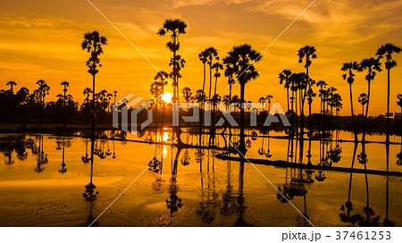 Aerial view of  sugar palm tree  with sunset sky 37461253