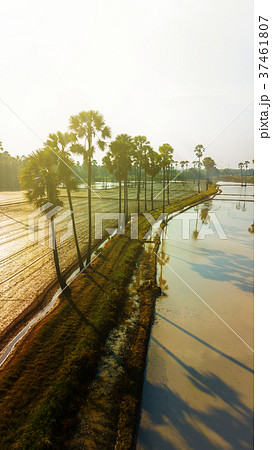 Aerial view of sugar palm tree Aerial view of sugar palm tree 37461807