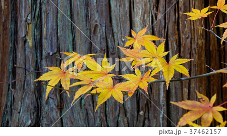 Autumn leaves in Japanese garden 37462157