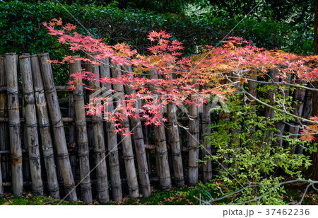 Autumn leaves in Japanese garden Autumn leaves in Japanese garden 37462236