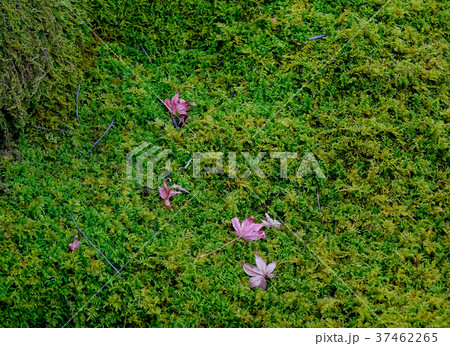 Autumn leaves in Japanese garden 37462265