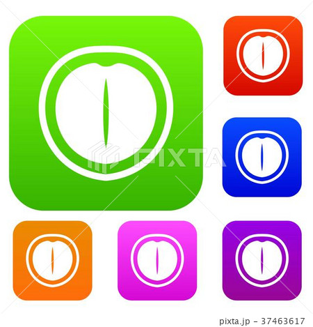 Macadamia nut set color collection 37463617