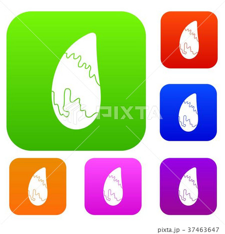 Brazil nut set color collection 37463647