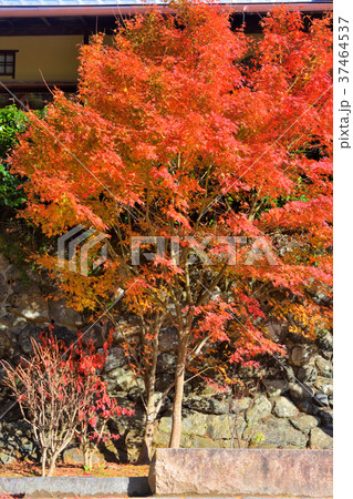 嵐山の紅葉 37464537