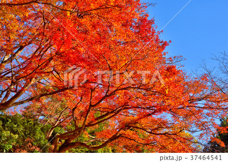 嵐山の紅葉 37464541