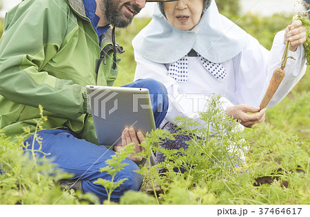 野菜の収穫 農家と外国人男性 タブレット 野菜の収穫 農家と外国人男性 タブレット 37464617