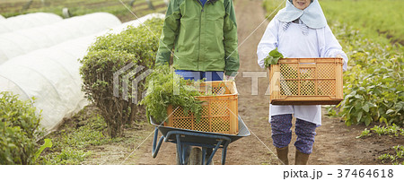 農家の女性と外国人男性 37464618