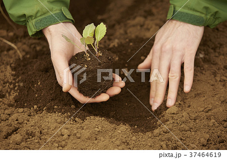 農業　苗を植える外国人男性　 37464619