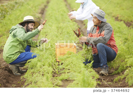 野菜　収穫　農家の女性と外国人男性 37464692