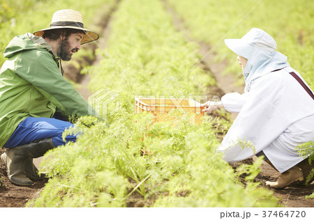 野菜 収穫 農家の女性と外国人男性 野菜 収穫 農家の女性と外国人男性 37464720