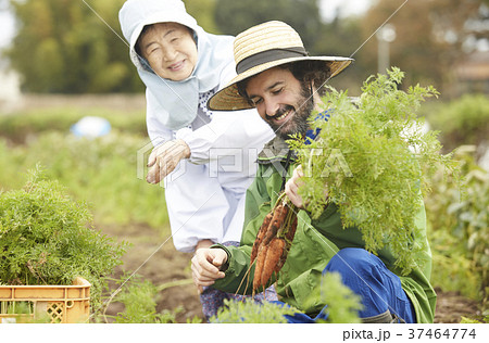 野菜 収穫 農家の女性と外国人男性の写真素材