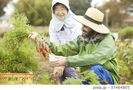 野菜 収穫 農家の女性と外国人男性の写真素材