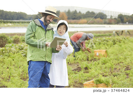 野菜の収穫 農家と外国人男性 タブレット 野菜の収穫 農家と外国人男性 タブレット 37464824