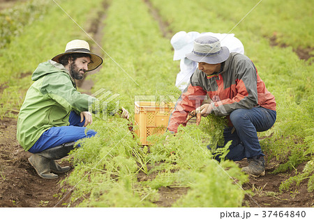 野菜 収穫 農家と外国人男性の写真素材
