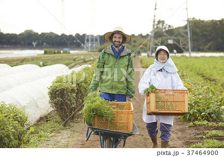 農家の女性と外国人男性 37464900