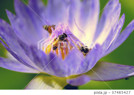 Beautiful water lily flower blooming with bees. Beautiful water lily flower blooming with bees. 37465427