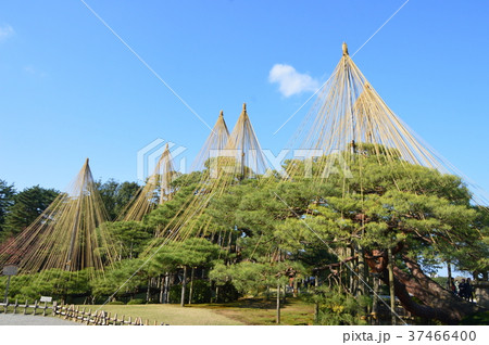 松・雪つり(兼六園/石川県金沢市) 松・雪つり(兼六園/石川県金沢市) 37466400