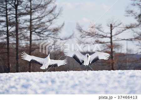 翼を広げて着陸する丹頂鶴(北海道・鶴居) 翼を広げて着陸する丹頂鶴(北海道・鶴居) 37466413