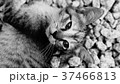 子猫 37466813