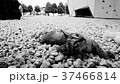 子猫の昼寝 37466814