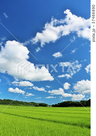 夏の爽やかな青空と田んぼ風景の写真素材