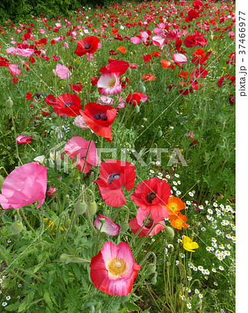 万博記念公園花の丘のシャーレーポピーの写真素材