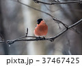 Male bullfinch,  is sitting on the branch 37467425